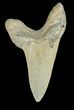 Bargain Cretaceous Cretoxyrhina Shark Tooth - Kansas #42947-1